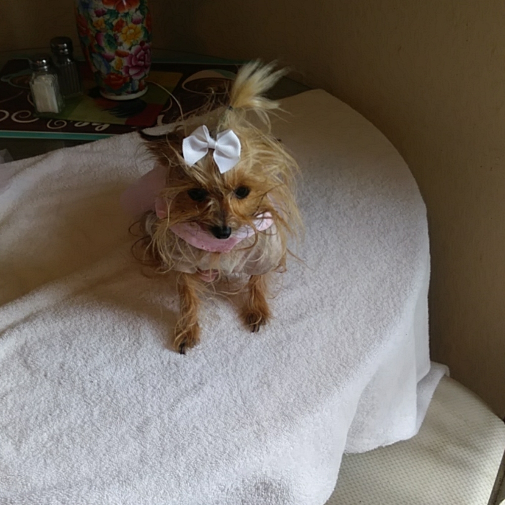 Dog dress